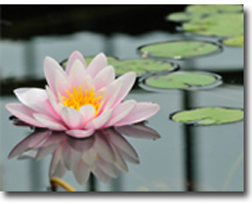 healing lotus
