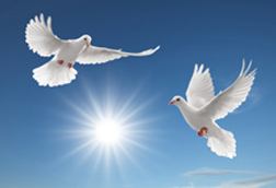 healing birds in flight